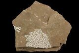 Ordovician Bryozoans (Chasmatopora) Plate - Estonia #98017-1